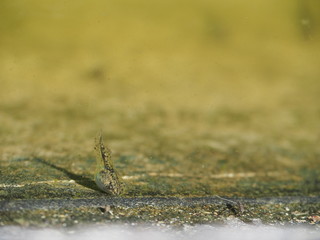 水の中を泳ぐオタマジャクシ