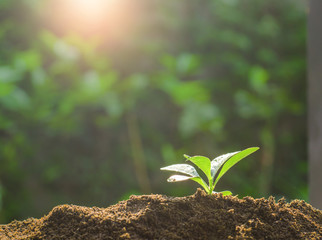 Growth, small plant growing up from soil over defocused nature background with copy space
