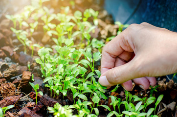 Hands holding a green young plant