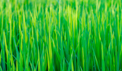 Close up of fresh thick grass with water drops in the early morning