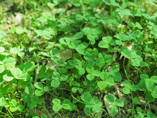 たくさん生えているクローバー