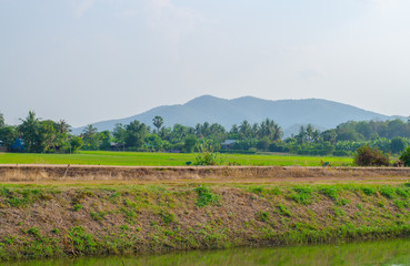 Lush green rice field and sunset, In Asia (organic)