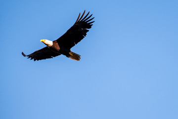 Male bald eagle in flight against a bright blue sky