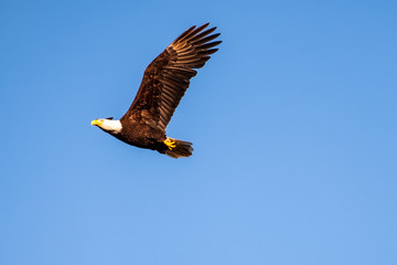 Male bald eagle in flight against a bright blue sky