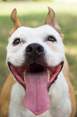 Dog having a big smile