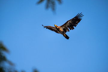 A juvenile bald eagle in flight against a bright blue sky