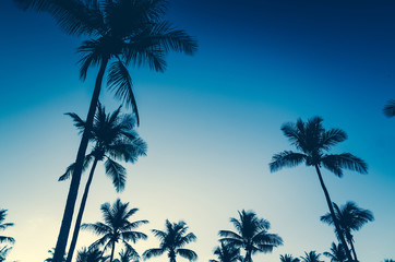 Obraz na płótnie Canvas shadow of coconut tree on beach