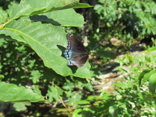 Red-spotted purple admiral butterfly (Limenitis arthemis) on a leaf in the sunlight 
