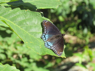 Red-spotted purple admiral butterfly (Limenitis arthemis) on a leaf in the sunlight 