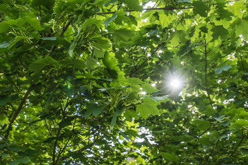 Sonne zwischen Blätter eins Ahorn