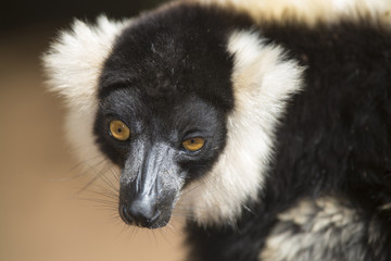 Black and White Ruffed Lemur