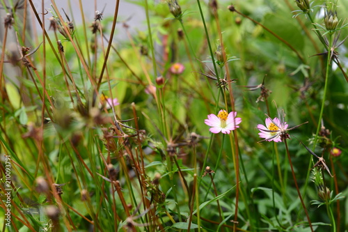 Unduh 640+ Background Bunga Cosmos Gratis Terbaik