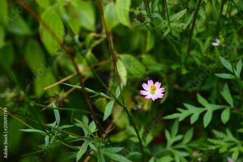 Unduh 640+ Background Bunga Cosmos Gratis Terbaik