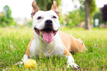 Dog having a big smile