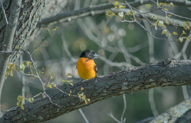 An oriole portrait against a bokeh background.