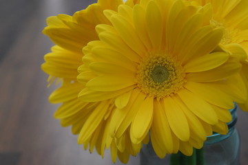 Yellow Daisy