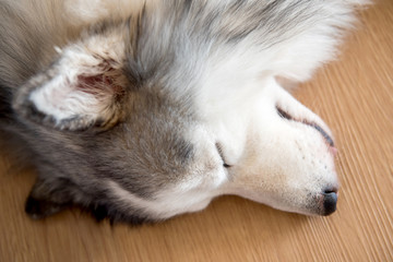 Siberian Husky, sleepy dog and lovely pet