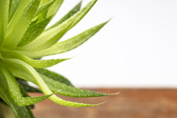 green aloe plant abstract