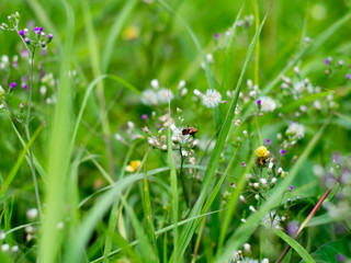 Nature grass and insects
