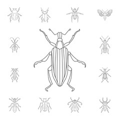 Beetle icon. Simple element illustration. Beetle symbol design from Insect collection set. Can be used for web and mobile