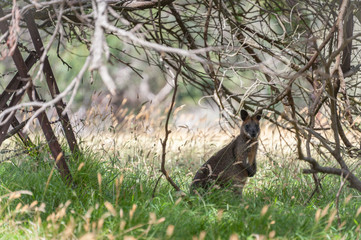 Walliby in the bush, Victoria Australia