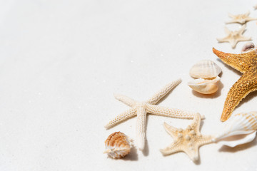 Fototapeta na wymiar Group of beautiful seashell and starfish on white sandy beach background background for summer holiday and vacation concept.
