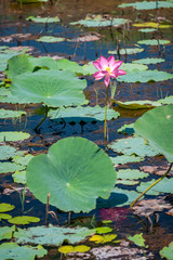 Lotus plant with pink flower, Northern Territory 