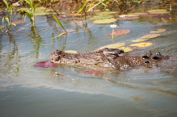 Croc swimming through grass