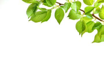 Green leaves on a white background 