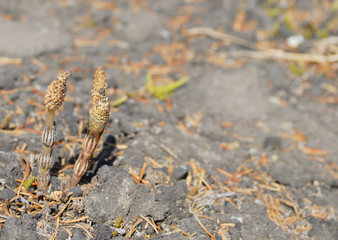 春　つくし　アスファルト　素材