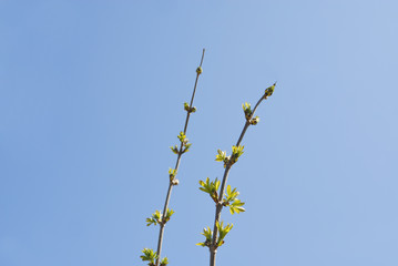 春　枝　空　素材