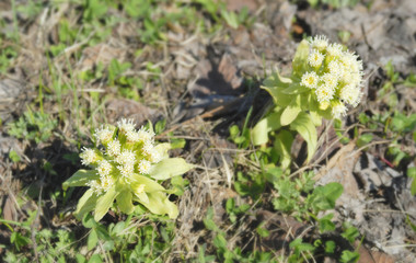 ふきのとう　春　素材