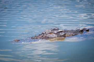 Fototapeta premium Cruising croc, Northern Territory 