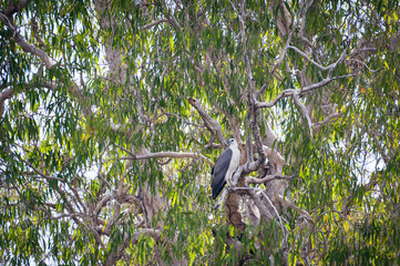 Sea Eagle, Northern Territory 