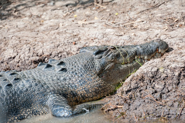 Large salt water croc, Northern Territory