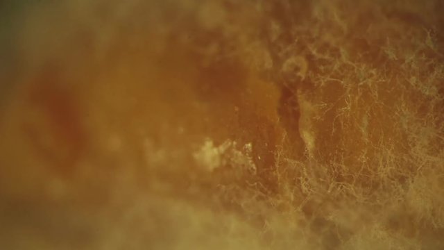 Colony of mold fungi on food. Macro video shooting