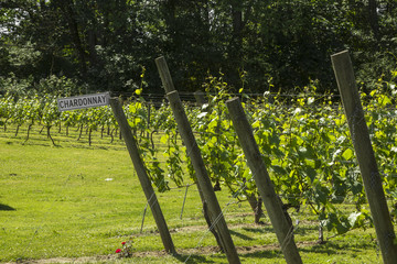 Chardonnay Vineyards 