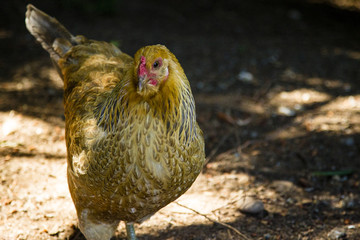 Momma Hen 
