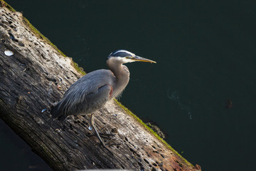 Heron In His Natural Habitat 