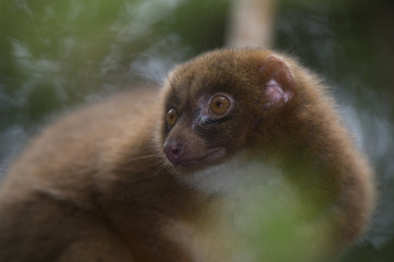 Common Brown Lemur