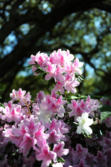 Pink Foliage in Spring