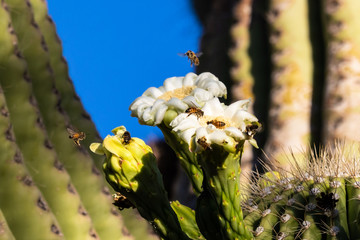 Bees swarming and gathering pollen from the large, bright white blossoms of the giant saguaro...