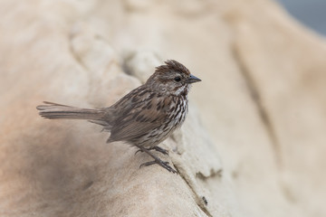 Tiny sparrow bird remains alert to suroundings while perched on boulder.