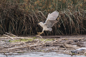 Large egret spreads wings to control descent onto the estuary land surface.