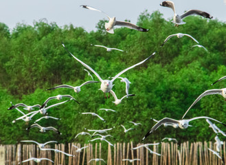 Close up of seagull flying over the mangrove forest look at camera  at Bangpoo, Thailand.