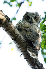 Great Horned Owls in a Tree in Spring