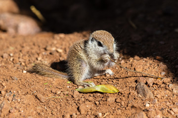 Young Round-tailed ground squirrel (xerospemuphilus tereticaudus), sitting on it's haunches and eating a brown piece of a local plant. In Arizona's Sonoran desert. 