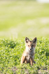 Baby Fox on the Prairies in Springtime 