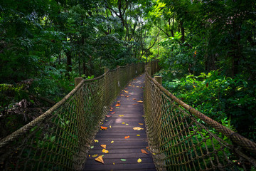 Naklejka premium Most linowy i chodnik w Singapurze Jungle Wetland