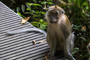 Long Tailed Macaque Monkey Begging on Singapore Hiking Trail
